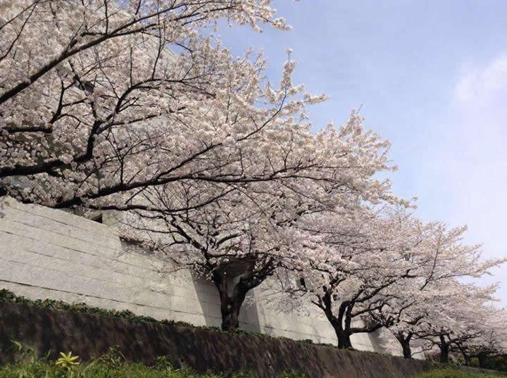 当社本社の隣、最高裁判所の通りの桜