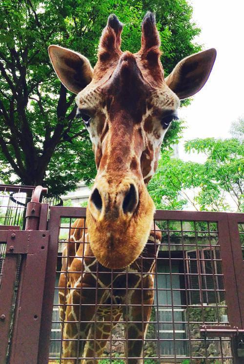 キリンも私たちに興味津々！