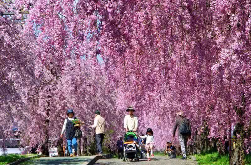 日中線記念自転車歩行者道 しだれ桜並木