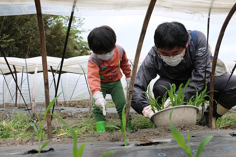 「トウモロコシ味来の栽培体験」の様子