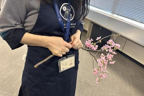 桜の枝をためる様子